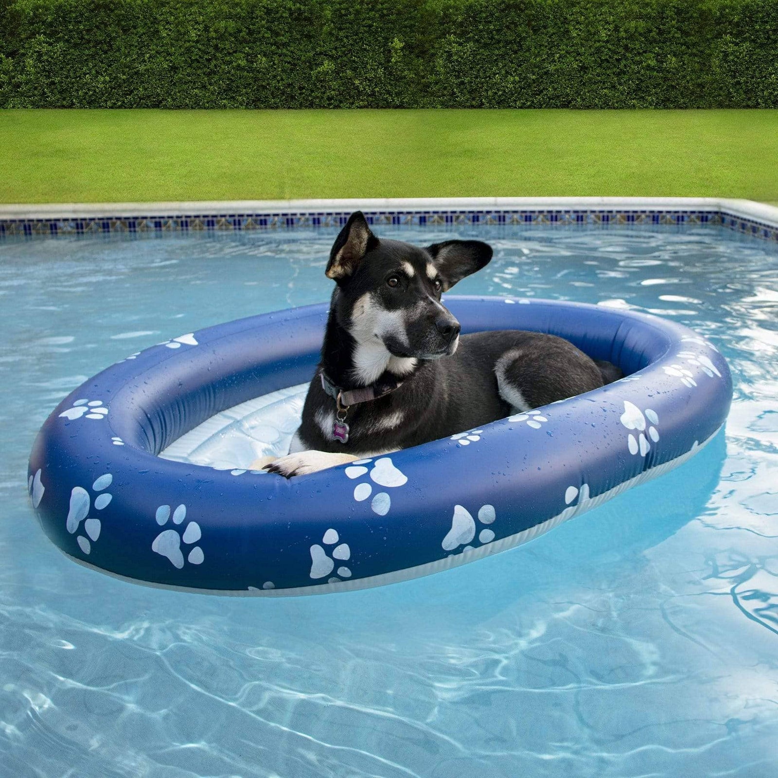 Dog pool toys hotsell